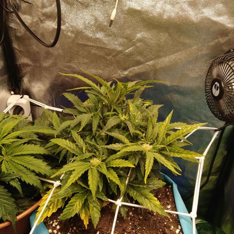 Royal Gorilla Automatic growlog timeline photo