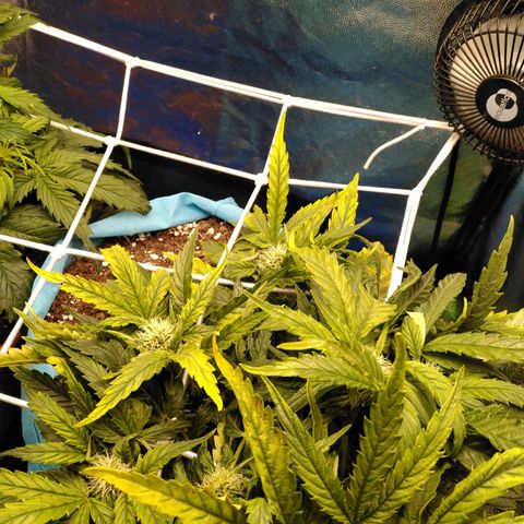 Royal Gorilla Automatic growlog photo: Chegou o painel novo 