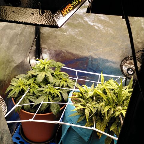 Royal Gorilla Automatic growlog photo: Chegou o painel novo 