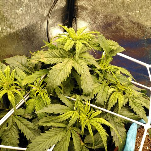 Northern Light Automatic growlog photo: Apareceu o primeiro pistilo 