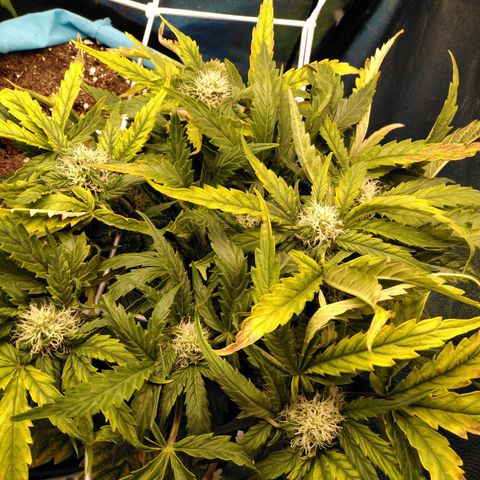 Royal Gorilla Automatic growlog timeline photo