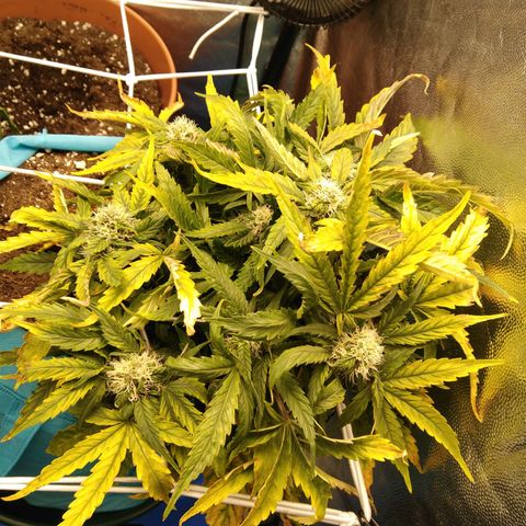 Royal Gorilla Automatic growlog timeline photo