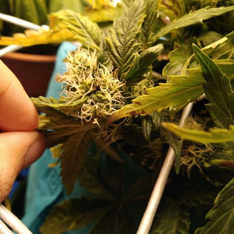 Royal Gorilla Automatic growlog timeline photo