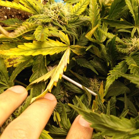 Royal Gorilla Automatic growlog timeline photo