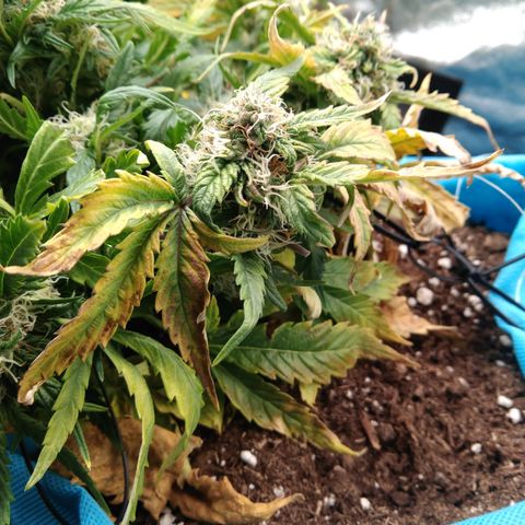 Royal Gorilla Automatic growlog timeline photo