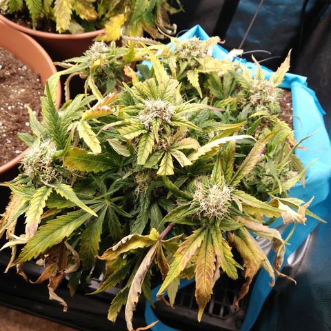 Royal Gorilla Automatic growlog timeline photo