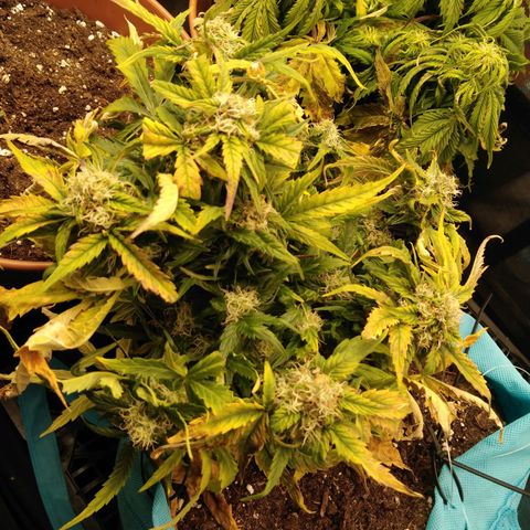 Royal Gorilla Automatic growlog timeline photo
