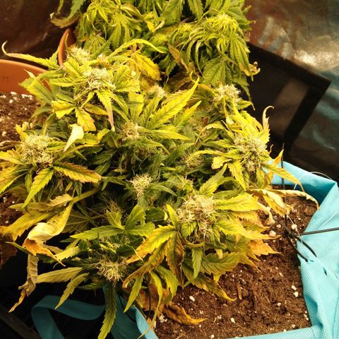Royal Gorilla Automatic growlog timeline photo