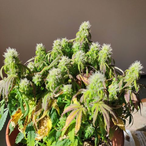 Northern Light Automatic growlog timeline photo