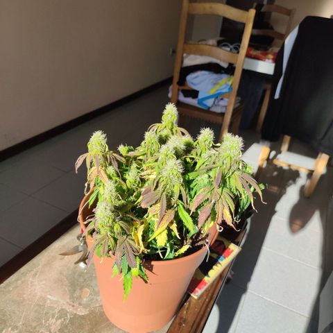 Northern Light Automatic growlog timeline photo