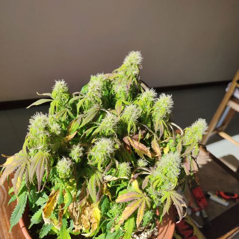 Northern Light Automatic growlog timeline photo