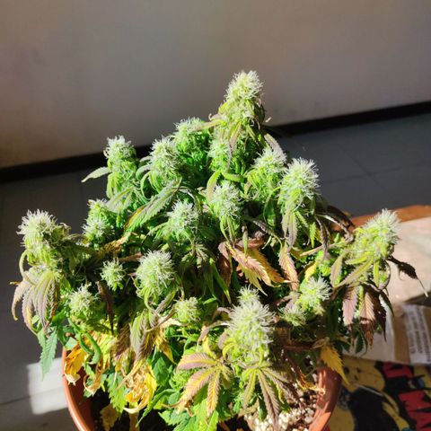Northern Light Automatic growlog timeline photo