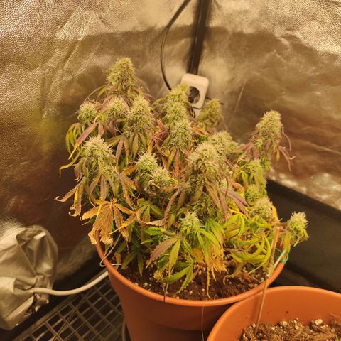 Northern Light Automatic growlog timeline photo