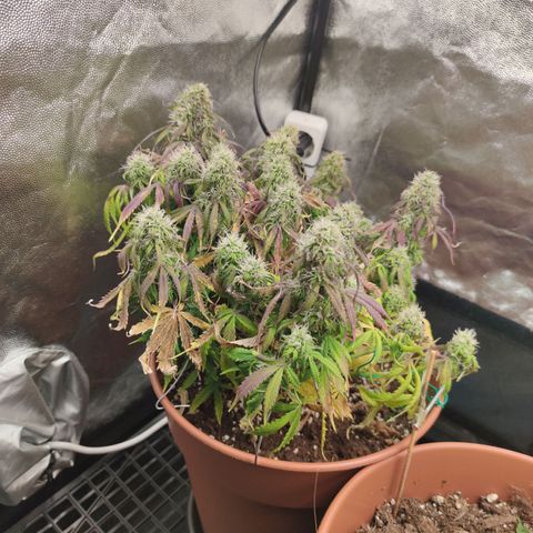 Northern Light Automatic growlog timeline photo
