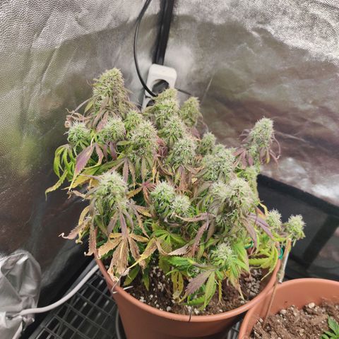 Northern Light Automatic growlog timeline photo
