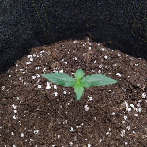 Míriã growlog timeline photo