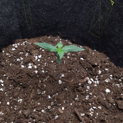 Míriã growlog timeline photo