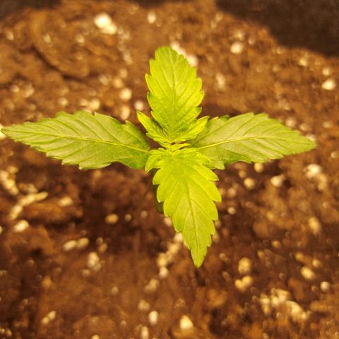 Míriã growlog photo: Onde day after watering