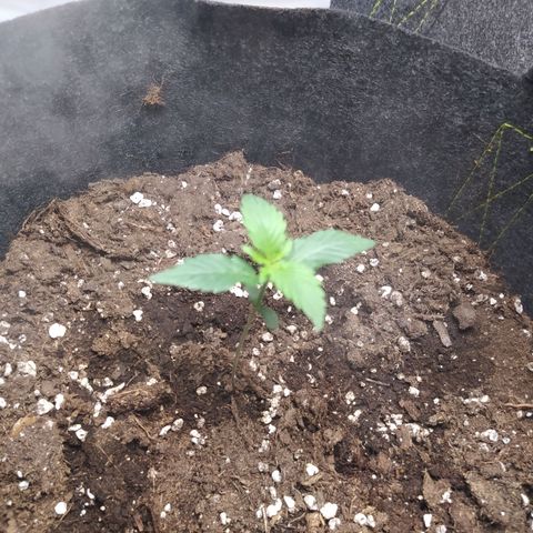 Míriã growlog photo: Onde day after watering