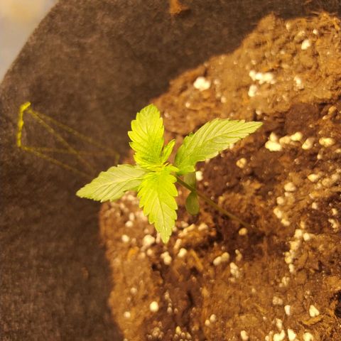 Míriã growlog photo: Onde day after watering