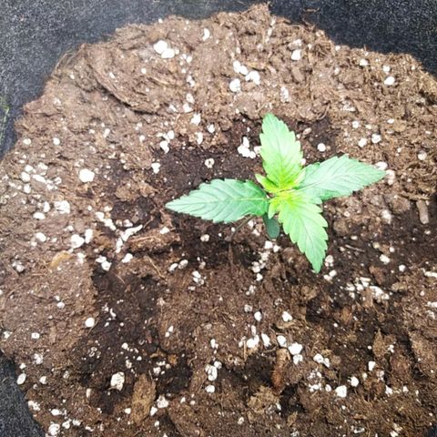 Míriã growlog photo: Onde day after watering