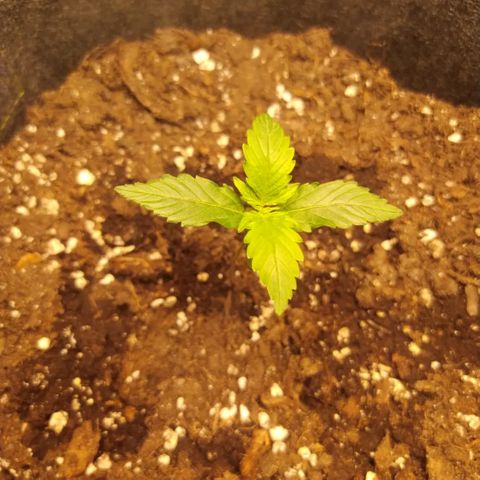 Míriã growlog photo: Onde day after watering