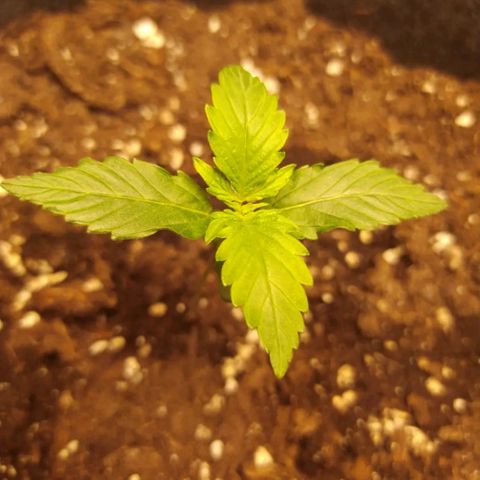 Míriã growlog photo: Onde day after watering