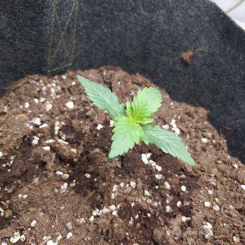 Míriã growlog photo: Onde day after watering