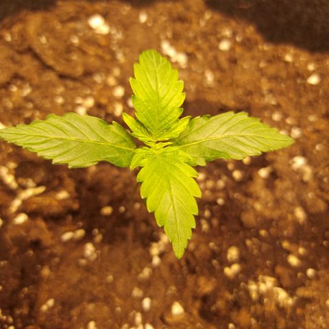 Míriã growlog photo: Onde day after watering