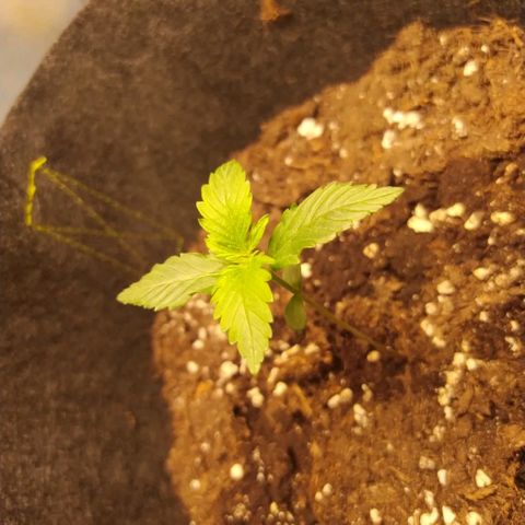 Míriã growlog photo: Onde day after watering