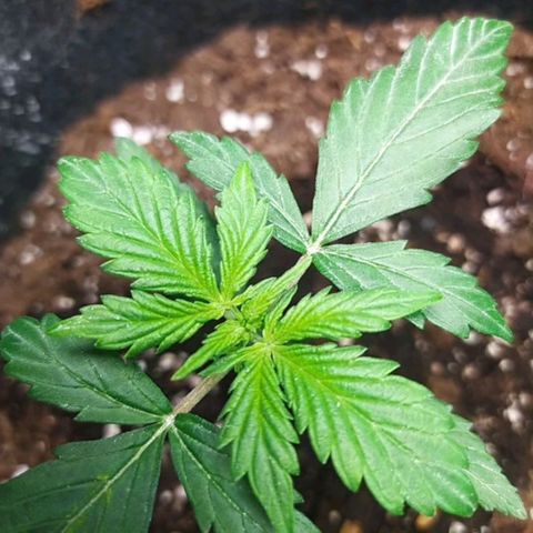 Míriã growlog timeline photo