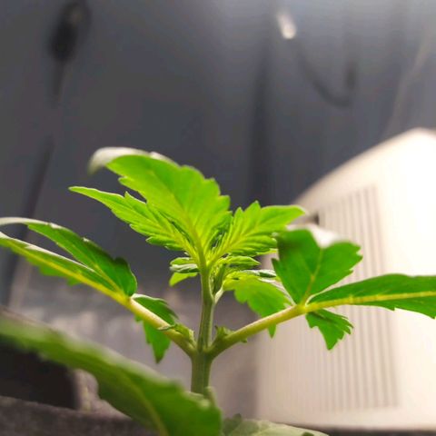 Míriã growlog timeline photo