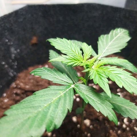 Míriã growlog timeline photo