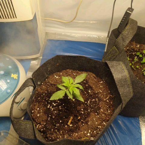 Míriã growlog timeline photo