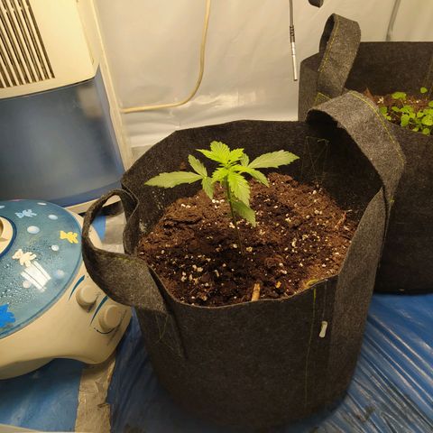 Míriã growlog timeline photo