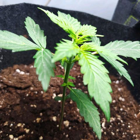 Míriã growlog timeline photo
