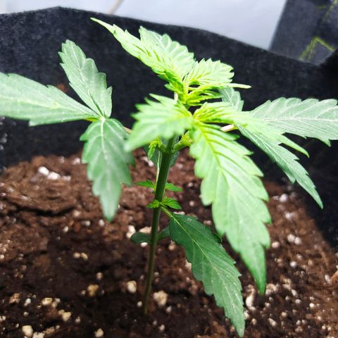 Míriã growlog timeline photo