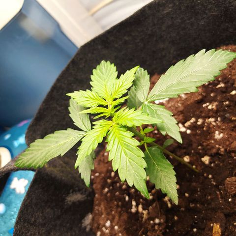 Míriã growlog timeline photo