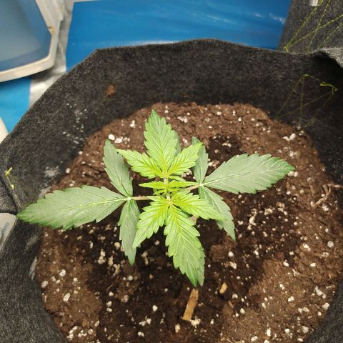 Míriã growlog timeline photo