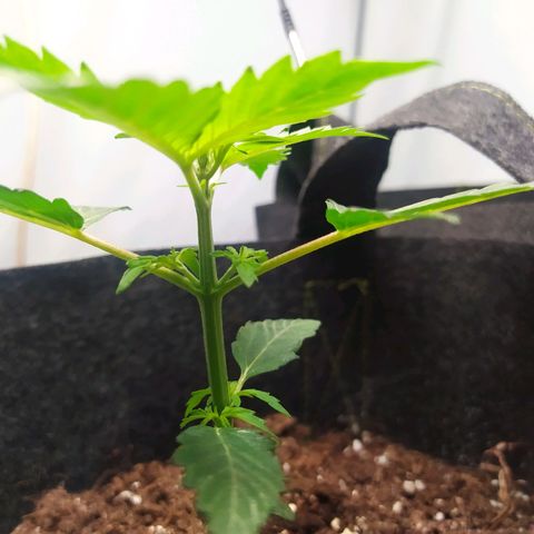Míriã growlog timeline photo