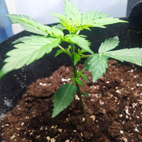 Míriã growlog timeline photo