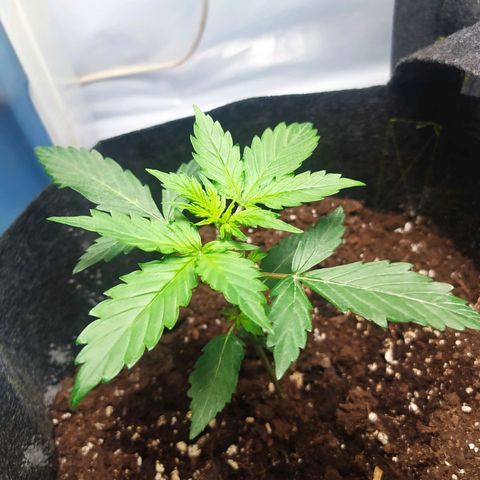 Míriã growlog timeline photo