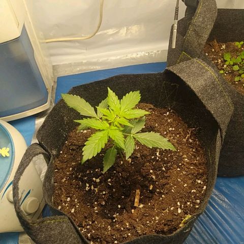 Míriã growlog timeline photo