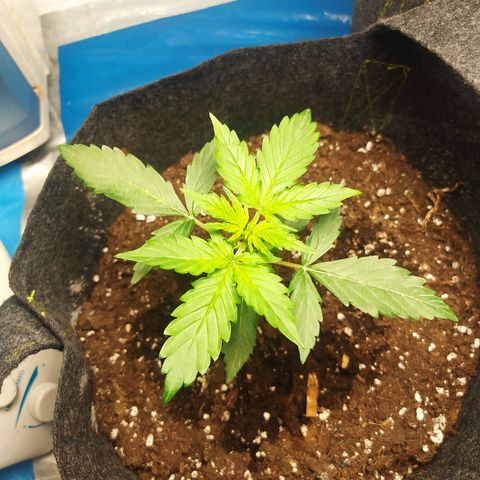Míriã growlog timeline photo