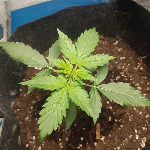 Míriã growlog timeline photo
