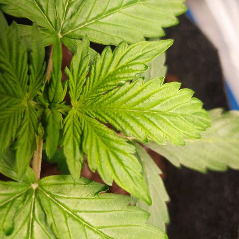Míriã growlog timeline photo