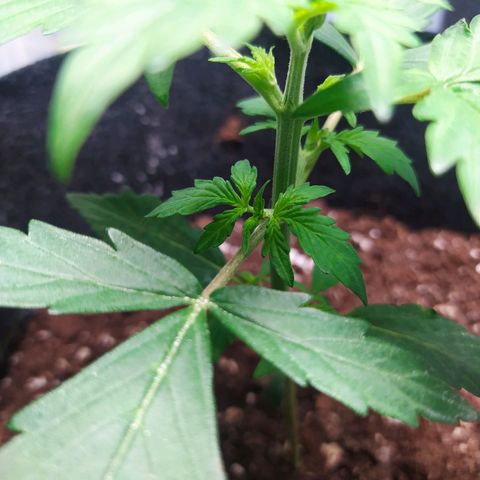 Míriã growlog timeline photo