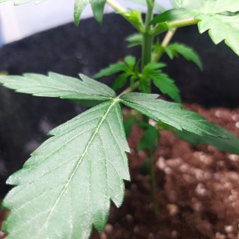 Míriã growlog timeline photo