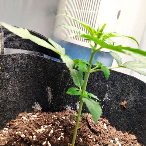Míriã growlog timeline photo