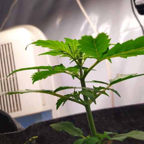 Míriã growlog timeline photo